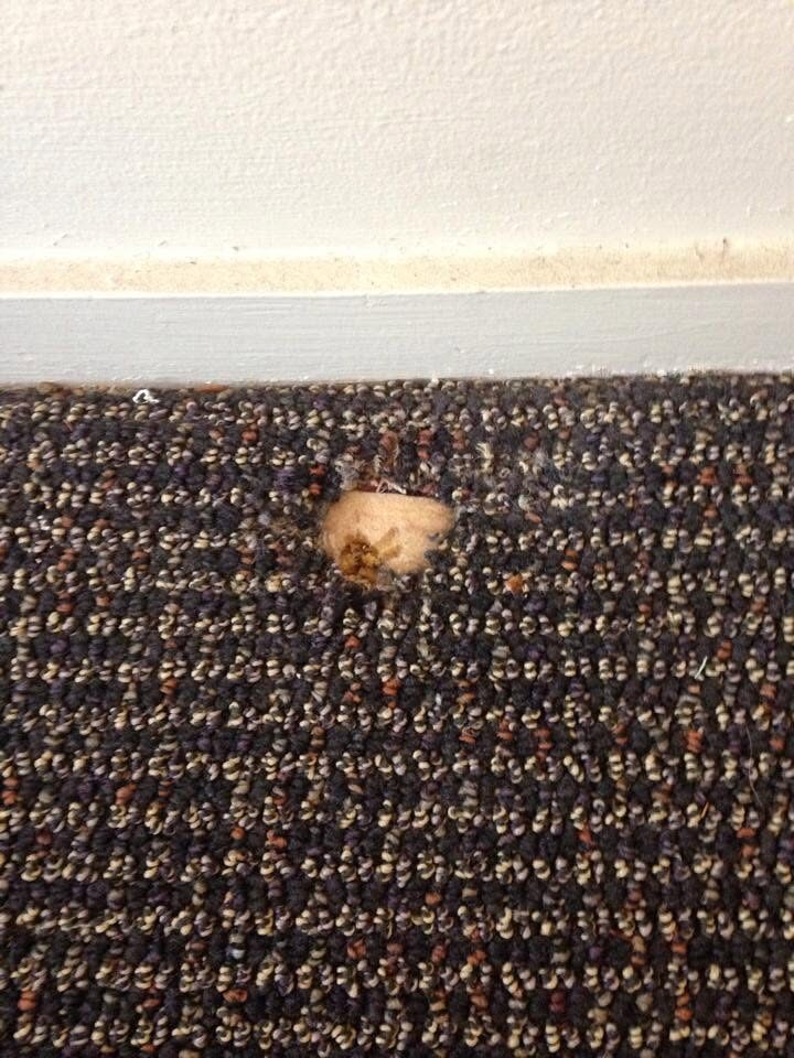 Small hole in dark loop pile carpet near a skirting board before patch repair